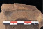 Foto (Detailansicht) von Xylomites daphnes Ettingshausen (NHMW-GEO-2024-0188-0061)